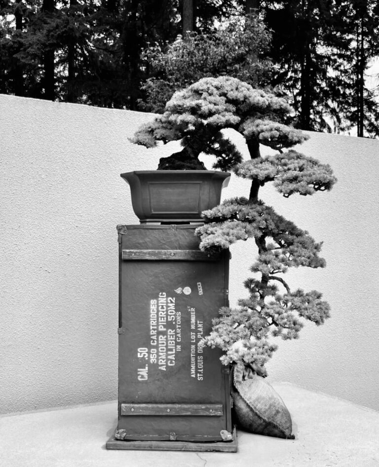 Marc D L Japanese Bonsai Planter Box
